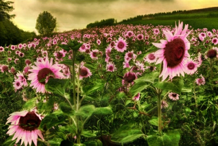 Слънчоглед Снимка чудесно-очарователни фото-арт розови цветя