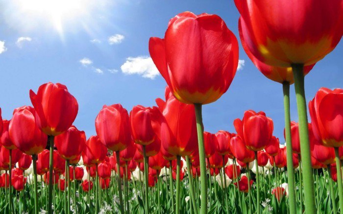 Tulipes roses pour champs-surprise,