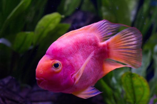 ružičaste ribe-velike slike-ribe-nevjerojatne ribe-cool-slike Ribe - slike