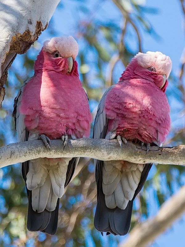 Pink Parrot-пра-папагал Colorful Parrot Parrot тапети папагал тапети