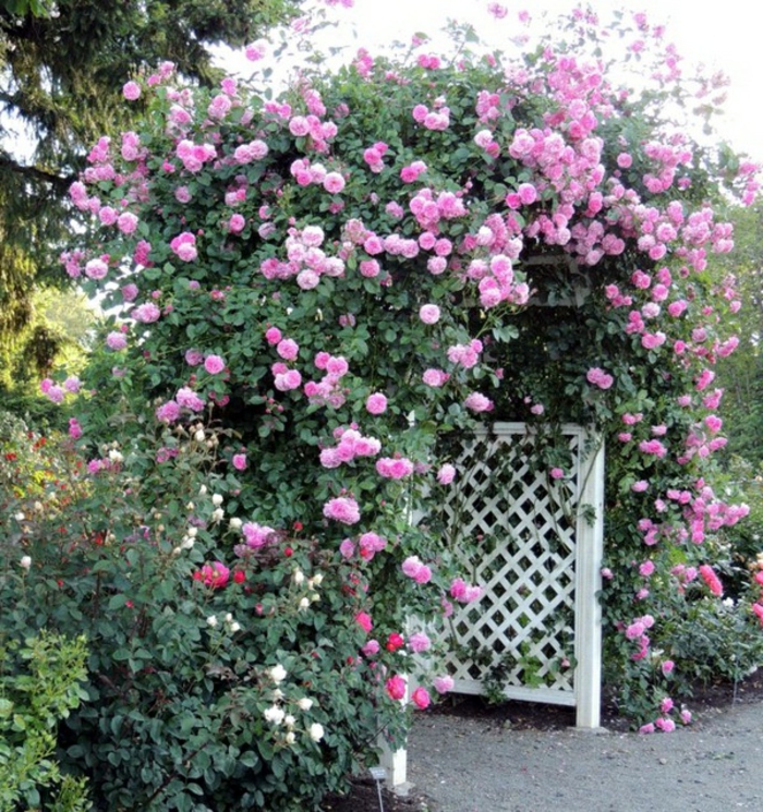 роза дъга на дърво-розови цветя