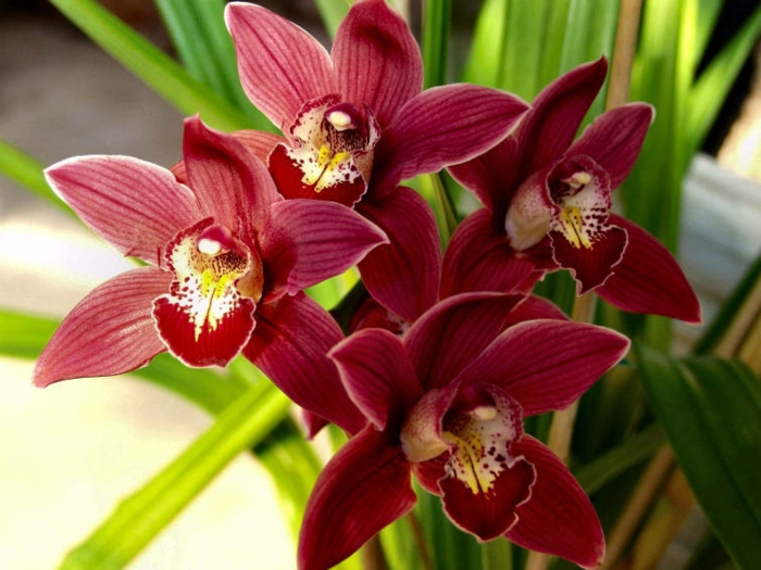 especies de color rojo-Orhideen