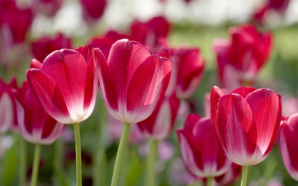 Tulip най-бай-лале лале в Амстердам лалета тапети rote_fruhlingblume тапети лале засаждане