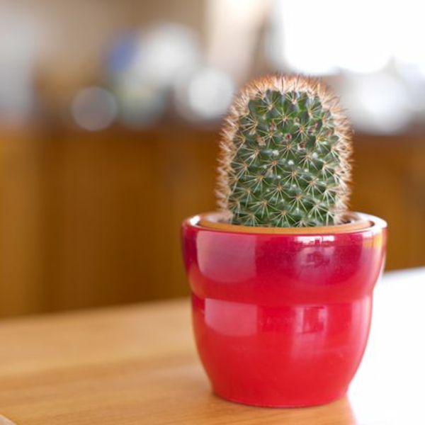 kaktus u crvenom loncu
