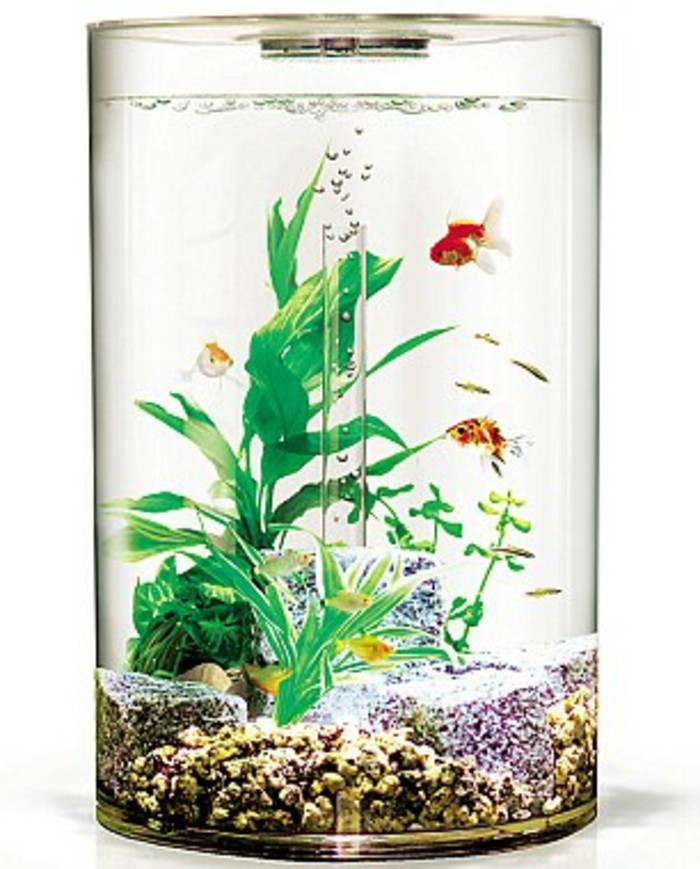 okrugli mali akvarij-akvarij-deco-s-kamena-i-voda biljke akvarij-dizajn