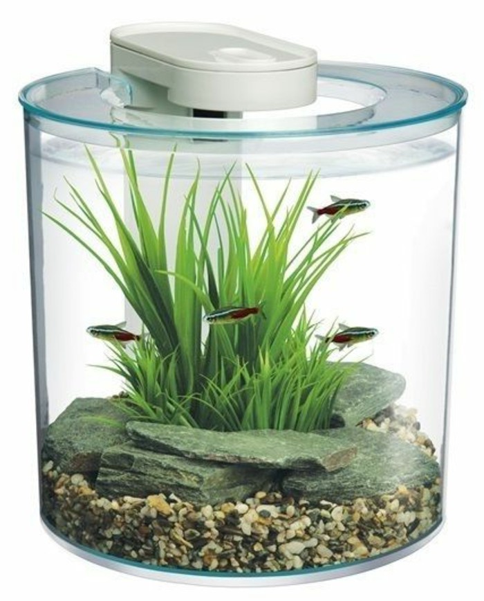 okrugli mali akvarij-voda biljka kamenje-malo ribe akvarij-deco-akvarij-set