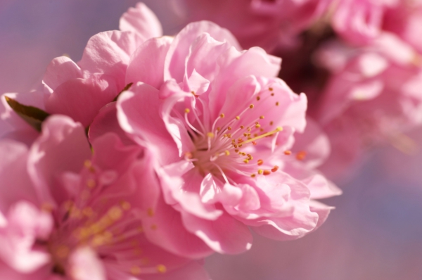 Сакура-розово цвете-меко замъглен-ярко пролетно-цветя-макро