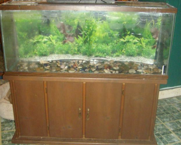 соленоводен аквариум със зелени водорасли