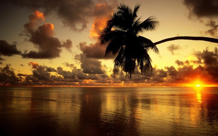 beau fond d'écran avec le soleil le coucher du soleil et palmiers