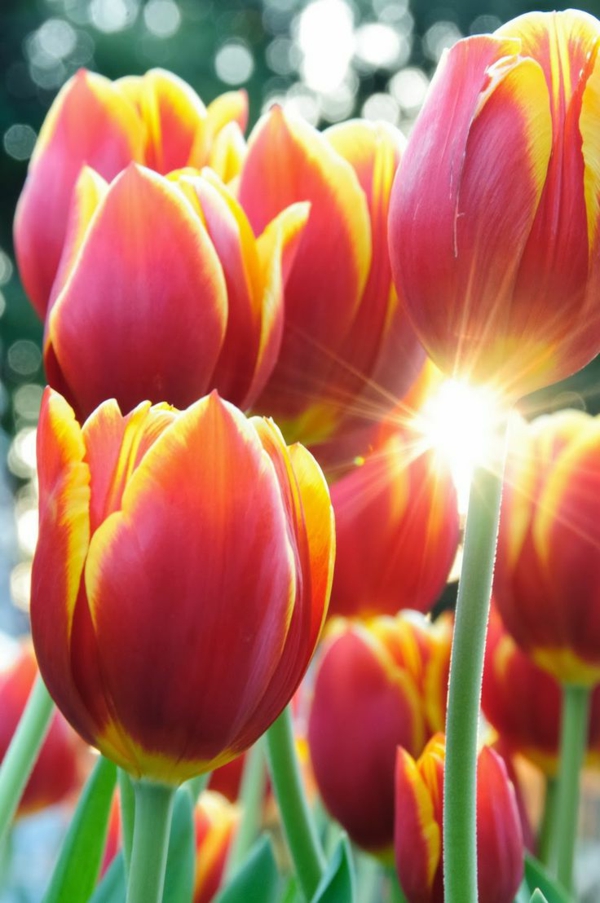hermoso fondo de pantalla tulipán-siembra-la-tulipán tulipán-en-Amsterdam-tulipán-cuadros-