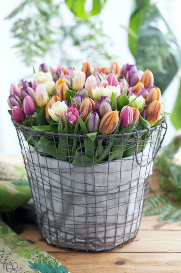 Бай-тапета лале растителна лале лале в Амстердам лалета тапети tulip-- красива