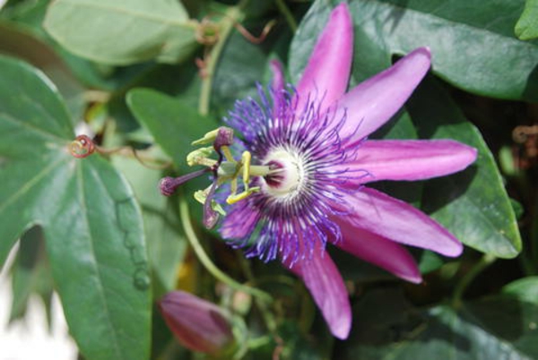 hermosa floración de plantas piezas marakuja-pasionaria