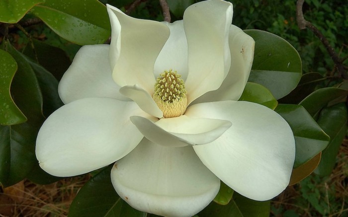 prises belle-fleur-couleur-magnolias-photo-de-Proche-