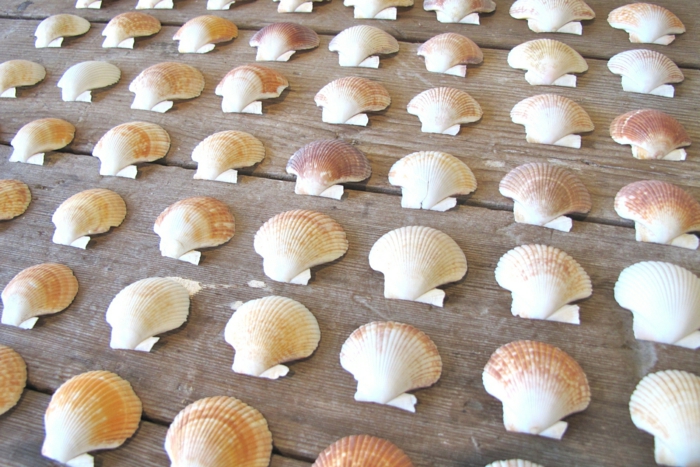Морският бряг у дома създава чудесна идея за черупки като декорация за пот, първо уреждане на черупки