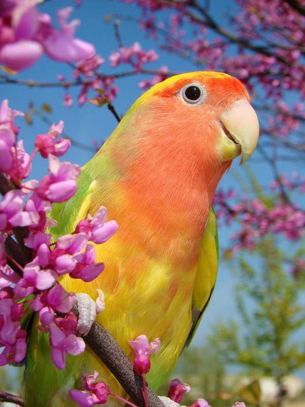 lijepa Parrot Šareni papiga papiga pozadina papiga pozadina