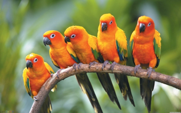 -Beautiful-папагал Colorful Parrot Parrot тапети папагал тапети