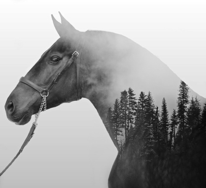 lijepe-konj-slike-sa-više-izloženost atmosferskog foto-stvoriti
