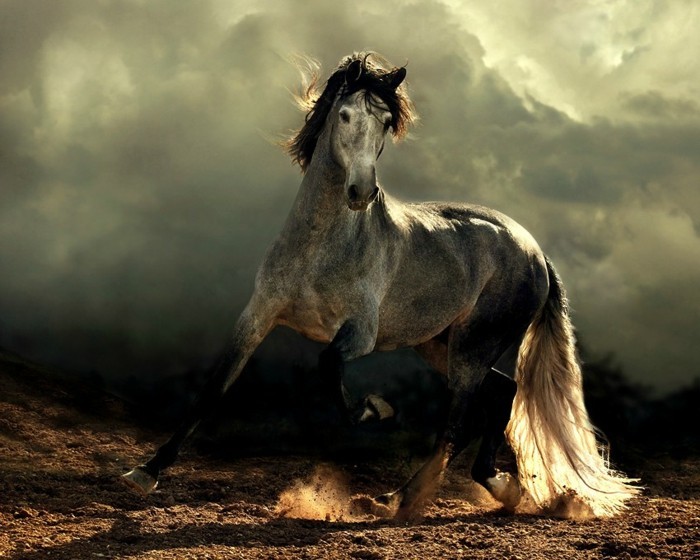 lijepa konja pozadina arapskih konja-i-jedna-pozadine