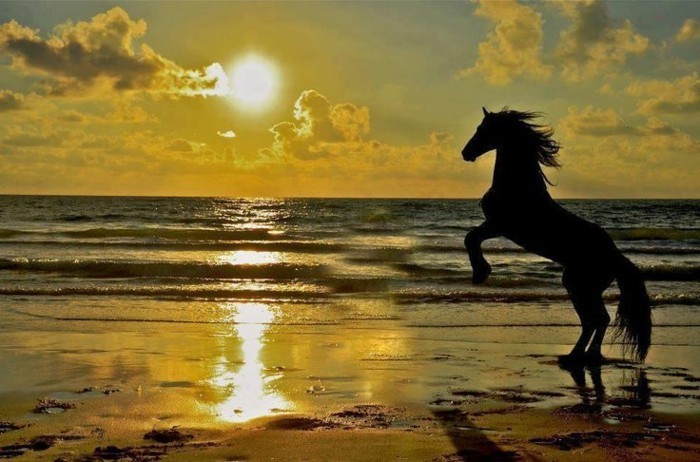 ταπετσαρία όμορφο άλογο όταν Sunset-μοναδική απεικόνιση