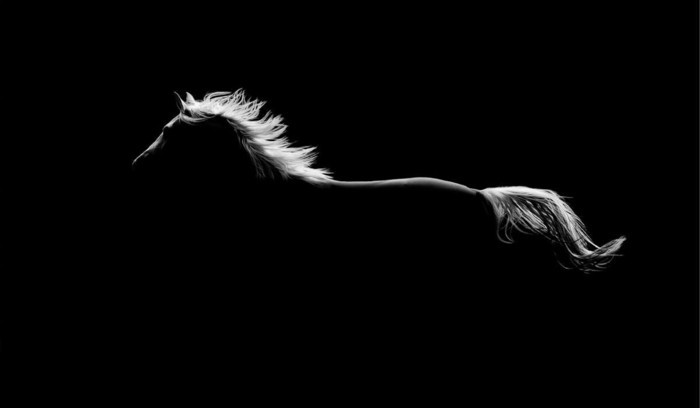 جميلة-الحصان الصور من بين روح من بين البرية الحصان