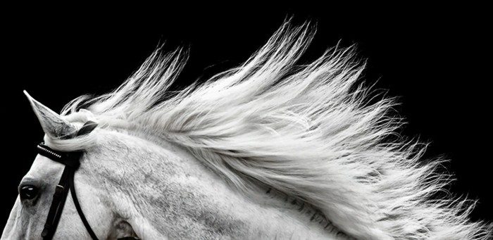 جميلة-الحصان الصور من بين البرية روح من بين الحرية