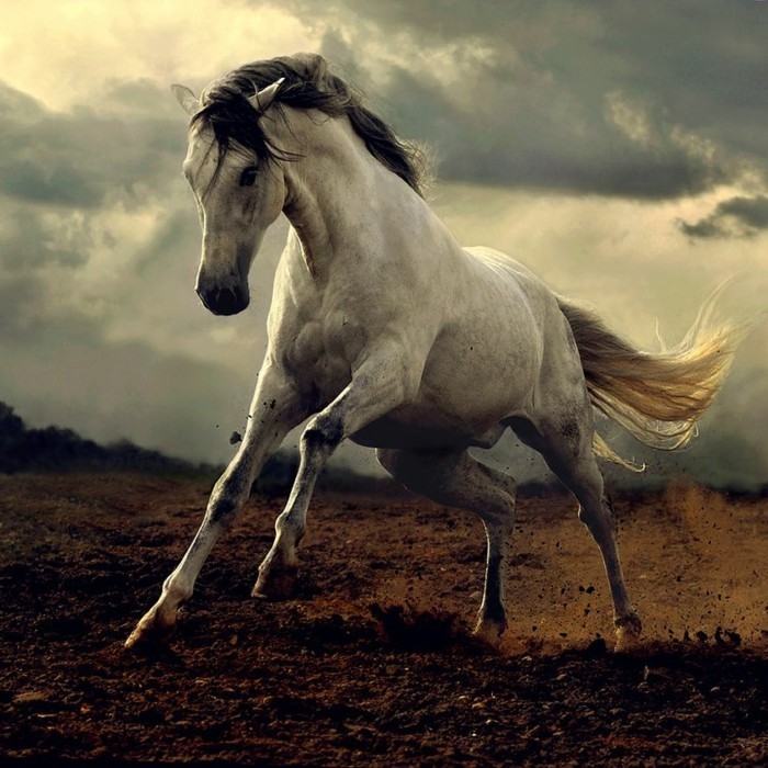 красиви-конски снимки-на-див дух на кон