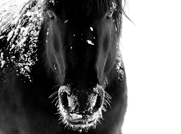 szép ló-képek-of-vad szellem-of-ló