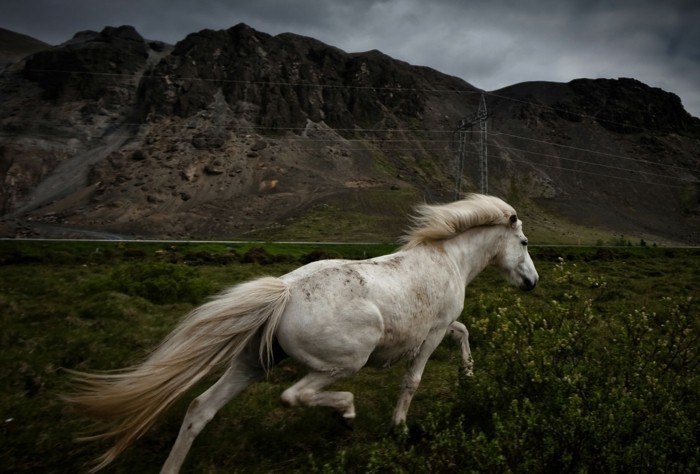 جميل-الحصان الصور-ث-ساحرة الجمال من بين الحصان