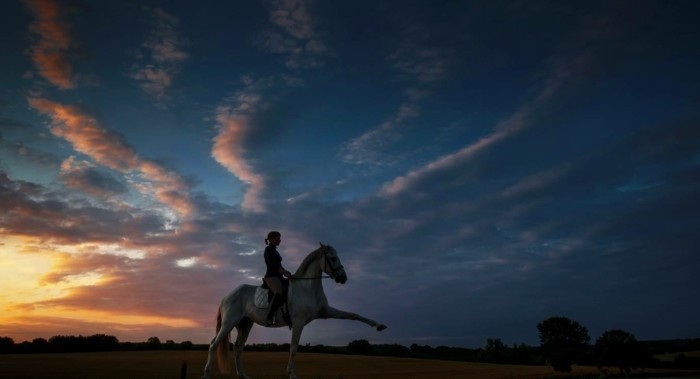 جميل-الحصان الصور-ث-العلاقة بين الحركة ورجل ورأس الحصان