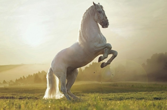 جميل-الحصان الصور رأس رائعة الجمال من بين الحصان