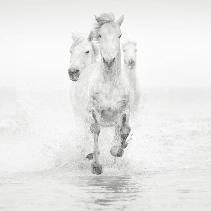 جميل-الحصان الصور دون والخيول هي من الحيوانات المهيبة