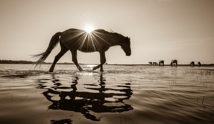 lijepa-konja-slika-the-ljepota-od-slobode