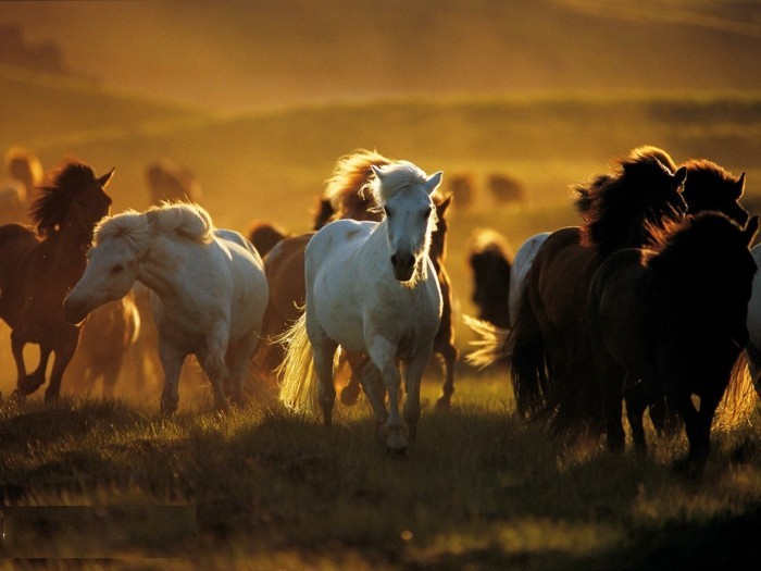 جميل-الحصان الصور-على-جمال-من-البري-الحصان