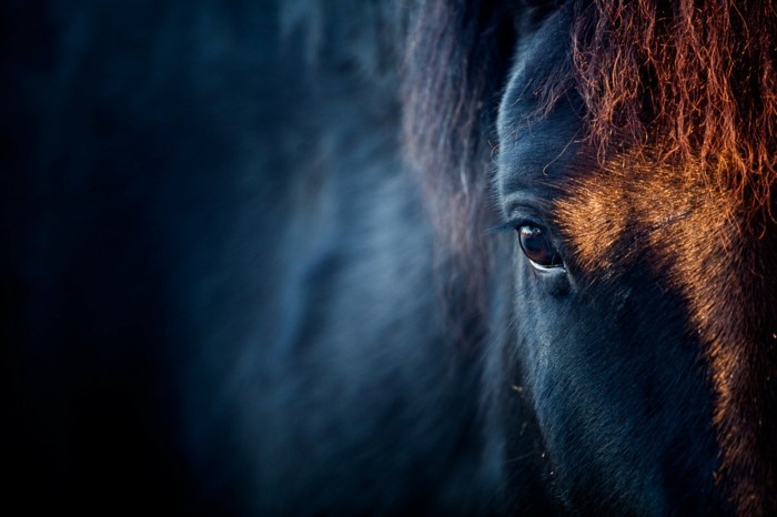 szép ló-képek-a-beauty-of-vad humán