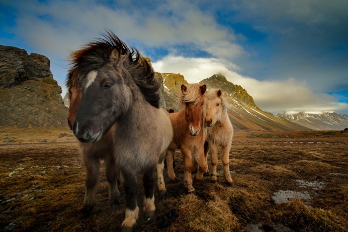 kaunis-hevosen kuvia the beauty-a-villi karjan
