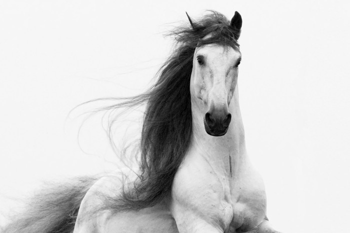 جميلة حصان ورق الجدران على بعد ترمز للحرية الحصان