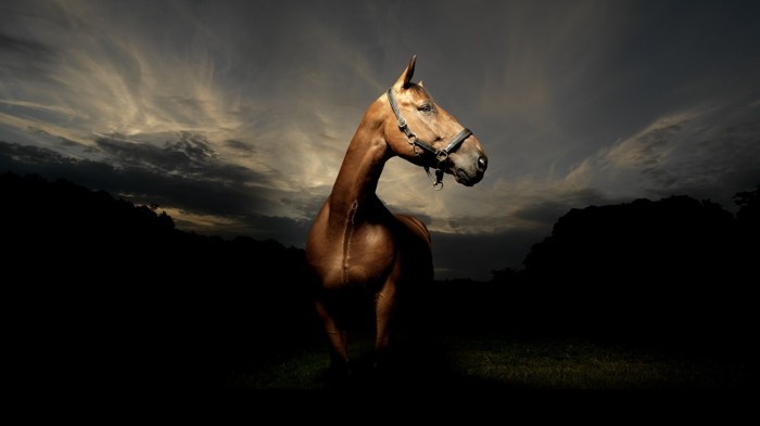 جميل-الحصان الصور واحد في الهوى حصان