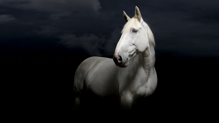 الصورة جميلة-الحصان الصور واحد في الهوى حصان