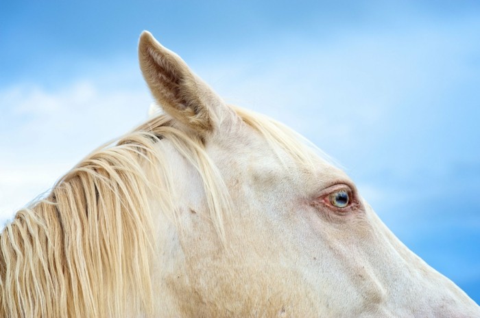 lijepa-konja-slika-a-šarmantan konja