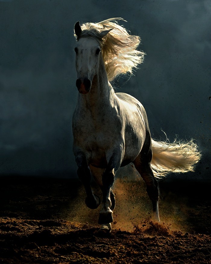 جميل-الحصان الصور واحد في الراكض الحصان