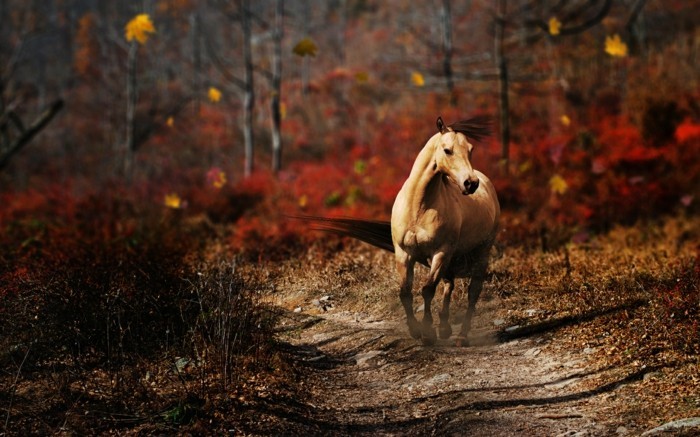 جميل-الحصان الصور واحد في ملهمة صورة