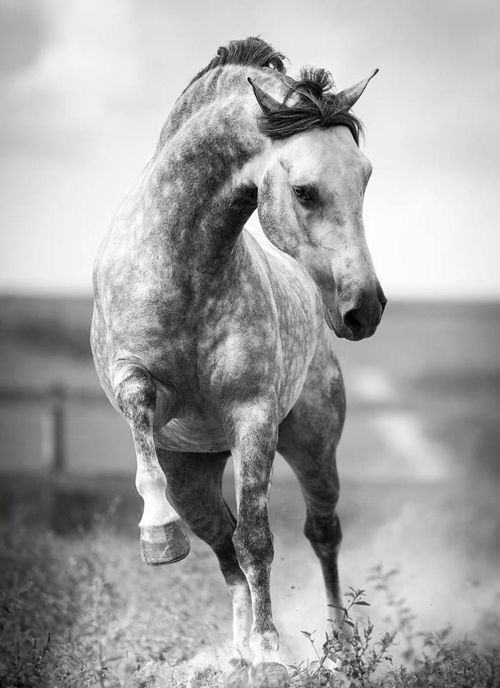 جميل-الحصان الصور واحد في لطيفة الراكض الحصان
