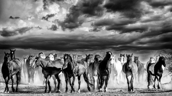 جميل-الحصان الصور واحد في رمز من بين الحرية