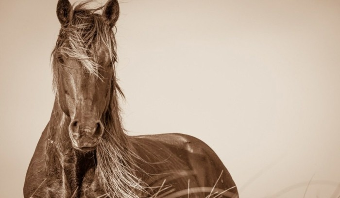 جميل-الحصان الصور واحد في حلم الحصان