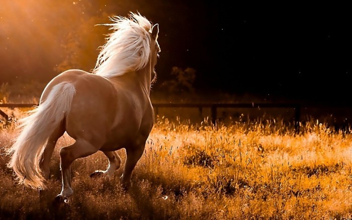جميل-الحصان الصور واحد في البرية الحصان