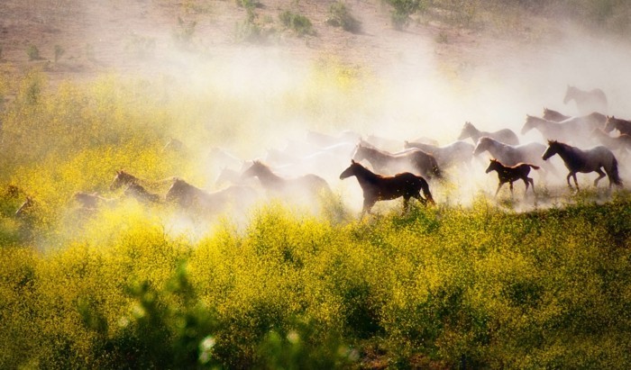 جميل-الحصان الصور واحد في البرية القطيع