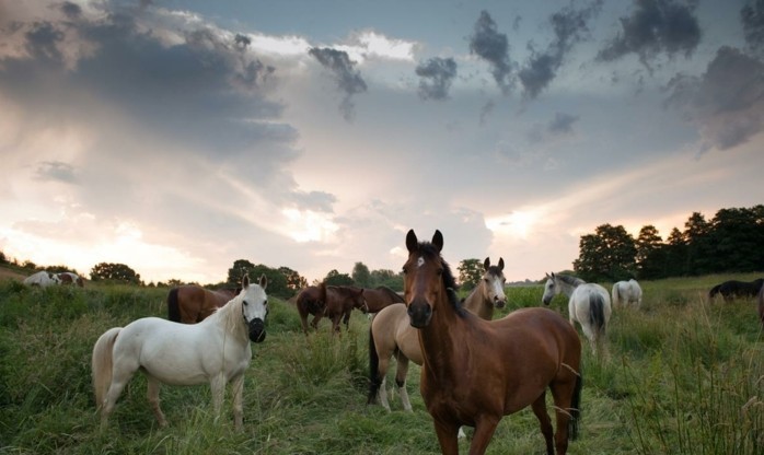 صور جميلة-الحصان الصور واحد في موقعنا على المفضلة