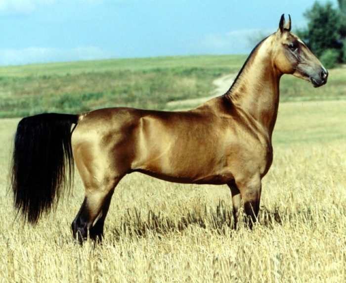 όμορφο-άλογο ταπετσαρία φορά-tier υπερ-γυαλιστερό