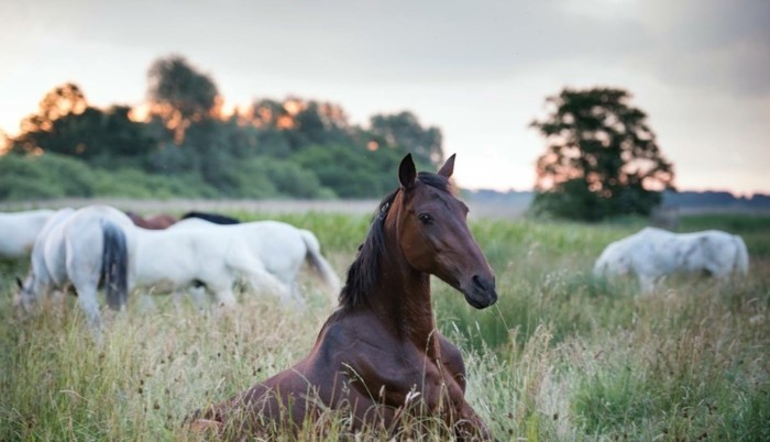 جميل-الحصان الصور واحد في حلم الحصان
