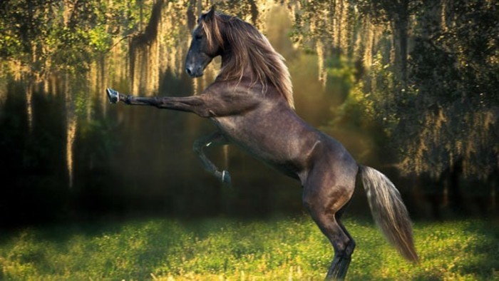 όμορφο άλογο ταπετσαρία λαμπερό κομψό σχήμα-in-the-άγρια ​​φύση